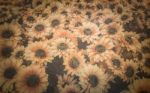 Sunflower On Old Paper Background Stock Photo