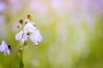 Soft Focus Beautiful Landscape Of Beautiful Rain Forest With Green Background Stock Photo