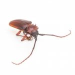 Coconut Beetle Isolated On White Background Stock Photo