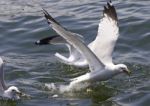 Beautiful Isolated Photo Of The Gulls Fighting For The Food Stock Photo