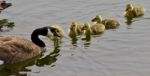 Beautiful Isolated Photo Of A Young Family Of Canada Geese Swimming Together Stock Photo