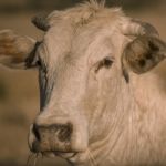 Cow Outside In The Paddock Stock Photo