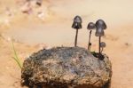 Elephant Dung Mushroom Stock Photo