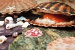 Sea Shells On Wet Stones Stock Photo