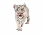 Baby White Tiger Stock Photo