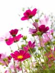 Pink Cosmos Flowers Stock Photo