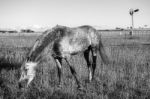 Horse In The Paddock Stock Photo