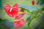 Beautiful Spadix Flowers Stock Photo