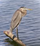 Postcard With A Great Blue Heron Standing On A Log Stock Photo