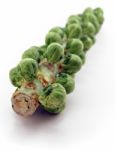 Brussels Sprouts Stock Photo