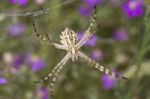 Argiope Lobata Stock Photo