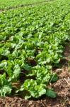 Fresh Chinese Cabbage Stock Photo