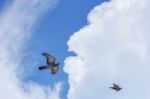 Pigeon Flies In The Blue Sky In A Sunny Day Stock Photo