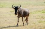 Blue Wildebeest In Tanzania Stock Photo