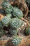 Succulent Plant Stock Photo