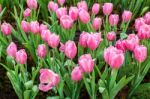 Pink Tulips Stock Photo