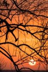 Branch Silhouette Sunset Stock Photo