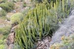 Canary Island Spurge (euphorbia Canariensis) Stock Photo