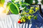 Strawberries With The Morning Sun Stock Photo