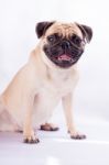 Cute Pug Dog Feel Boring Stock Photo