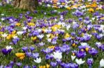 Crocus In Grass Stock Photo