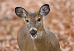 Beautiful Picture With A Cute Wild Deer With A Tongue In Forest Stock Photo