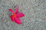 Red Plumeria Flower Stock Photo