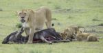 Lioness And Cubs Hunting In The Wild Stock Photo