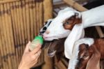 Feeding Goat Stock Photo