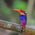 Female Black-backed Kingfisher Stock Photo