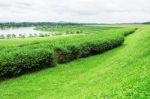 Tea Plantation And Pond Stock Photo