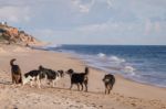 Playful Dogs In The Beach Stock Photo