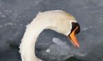 Isolated Picture With A Mute Swan Drinking Water Stock Photo