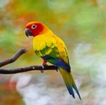 Sun Conure Stock Photo