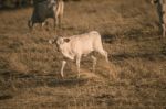 Baby Cows In The Countryside Stock Photo