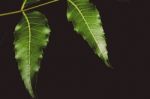 Green Leaves At Night Stock Photo