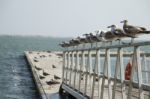 Group Of Seagulls On Pier Stock Photo