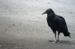 Black Vulture Stock Photo