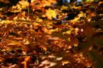 Golden Leaves In Autumn Stock Photo