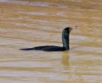 The Confident Cormorant Stock Photo