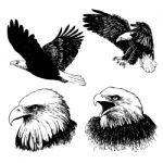 Set Of Eagle Doodle Hand Drawn Stock Photo