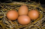 Chicken Eggs Stock Photo