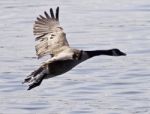 Beautiful Isolated Image With A Canada Goose Taking Off From The Water Stock Photo