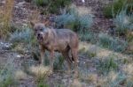 The Iberian Wolf Stock Photo