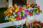 Flowers  Pots Vintage Stock Photo