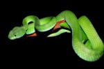 Green Snake Stock Photo