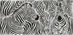 Zebra Skin Pattern With Two Heads Stock Photo