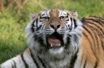 Siberian Tiger (panthera Tigris Altaica) Stock Photo