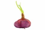 Raw Dirty Shallot Onion Growth Front View On White Background Stock Photo