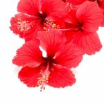 Red Hibiscus Stock Photo